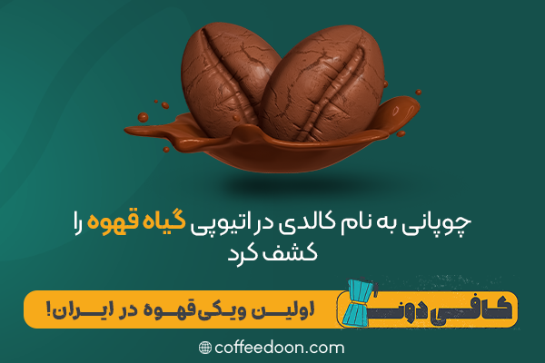 قهوه چیست؟ هرآنچه باید درباره این دانه‌های انرژی‌زا بدانید